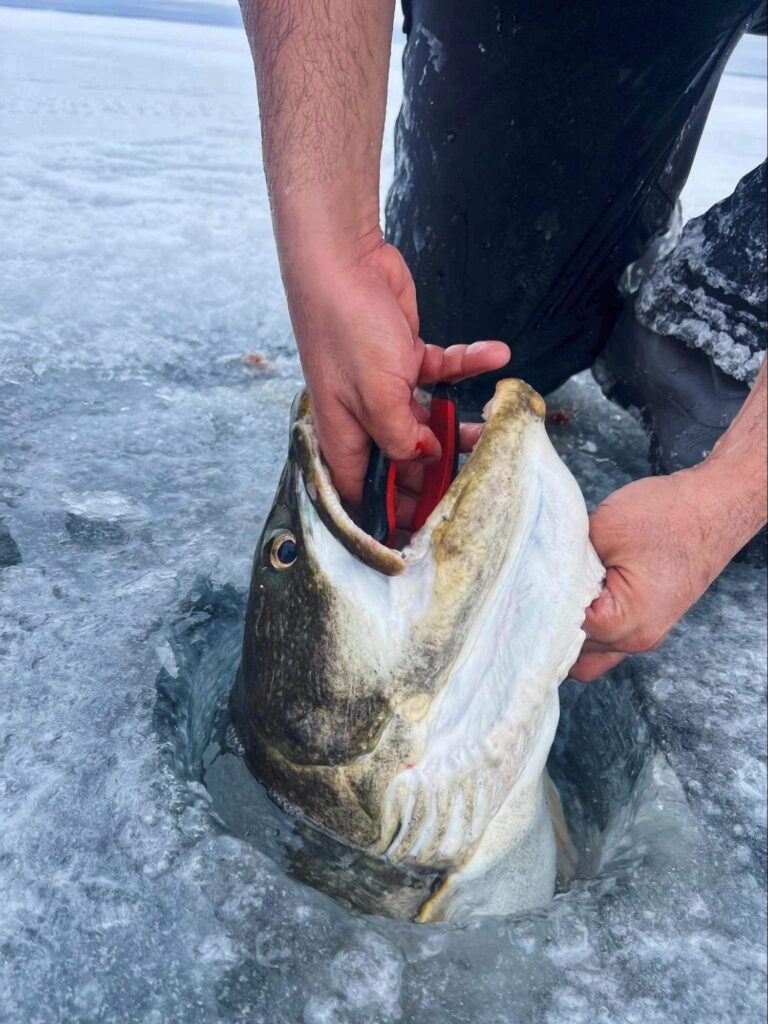 lose-up of a trophy lake trout showing ice fishing tactics used in Manitoba.