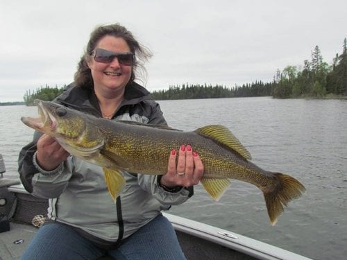 A joyous fisherwoman smiles for the camera while holding a large walleye pulled from Lake Athapapuskow.
