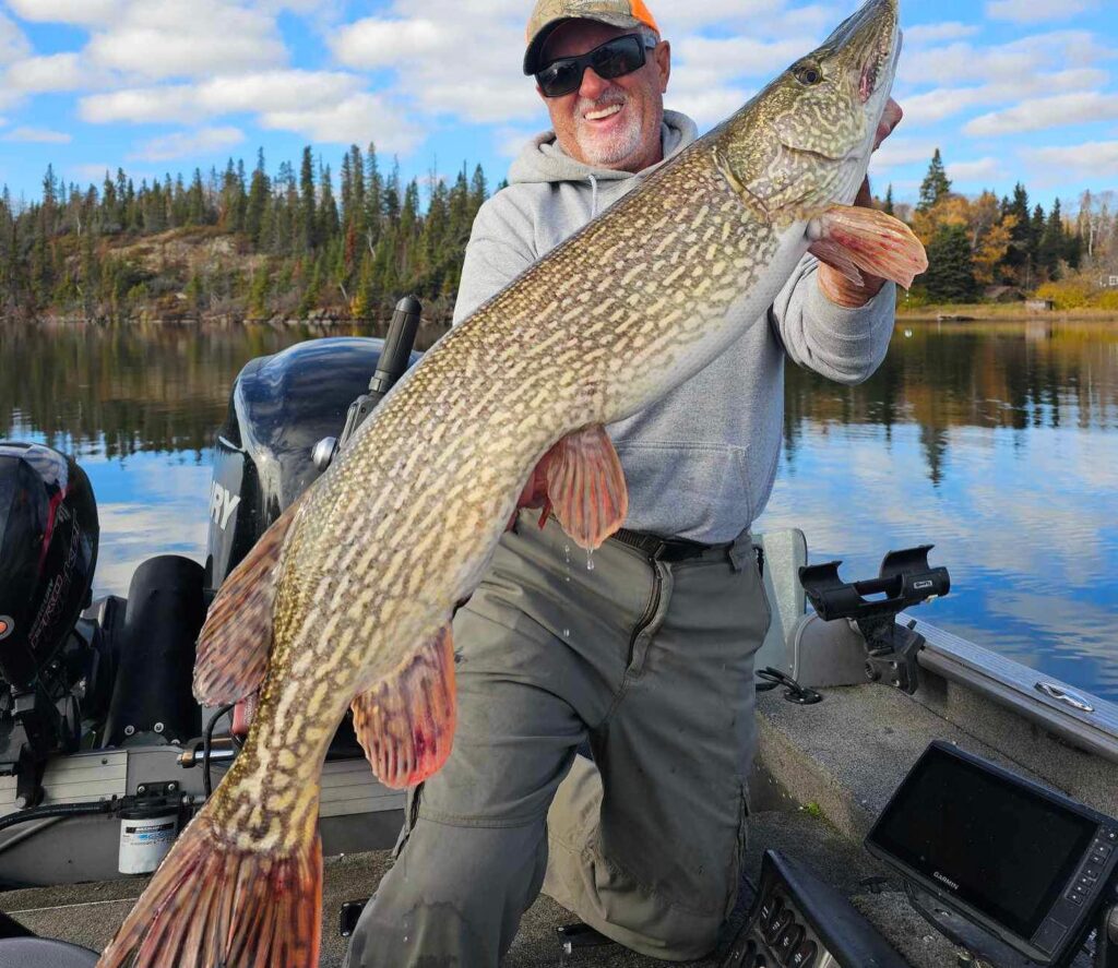 Trophy Pike Caught on Lake Athapapuskow in Northern Manitoba during the Fall Fishing Season at Bakers Narrows Lodge