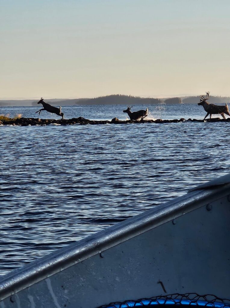 Wilderness Canadian Lake Trout Trip