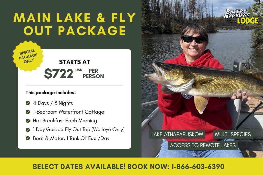 Main Lake and Fly-Out Package at Bakers Narrows Lodge, angler holding a walleye on Lake Athapapuskow